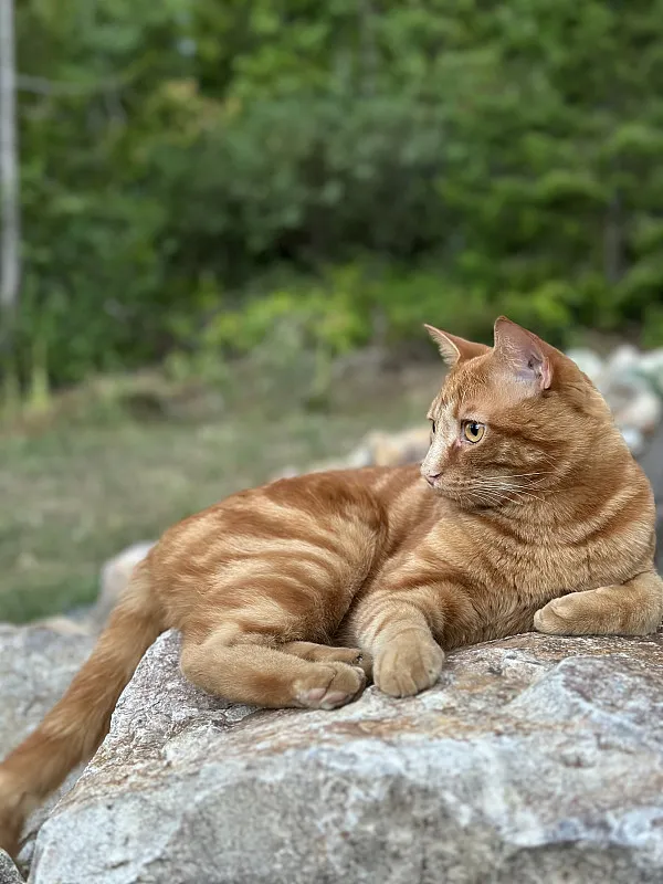 Happymodel Expresslrs Elrs Es24Tx Pro 1000Mw - HappyModel ES24TX Pro 1000mW 2.4G ExpressLRS